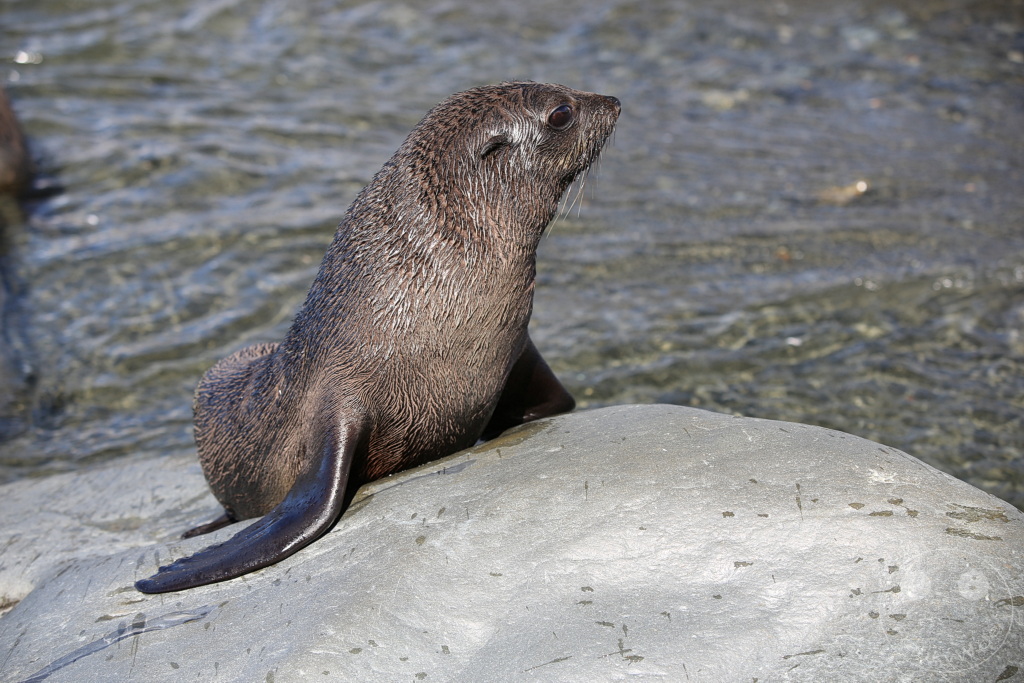 Südgeorgien und Südliche Sandwichsinseln - Gold Harbour