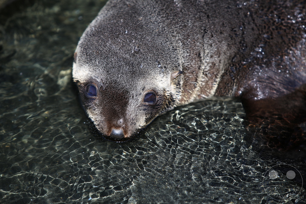 Südgeorgien und Südliche Sandwichsinseln - Gold Harbour