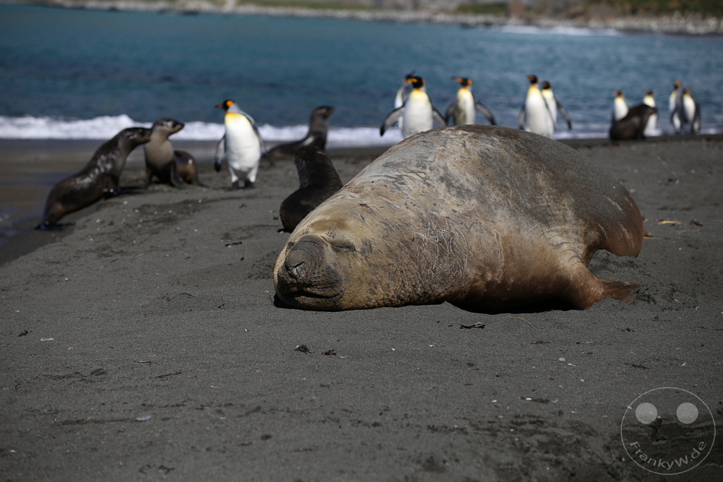 Südgeorgien und Südliche Sandwichsinseln - Gold Harbour