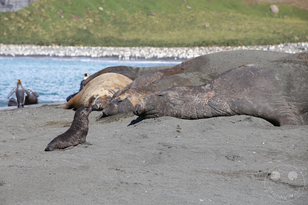 Südgeorgien und Südliche Sandwichsinseln - Gold Harbour