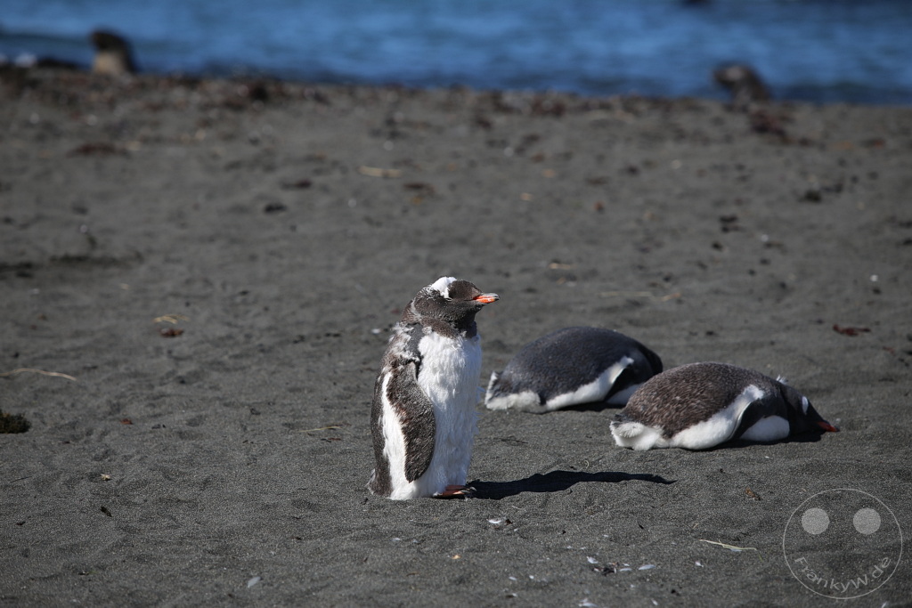 Südgeorgien und Südliche Sandwichsinseln - Gold Harbour