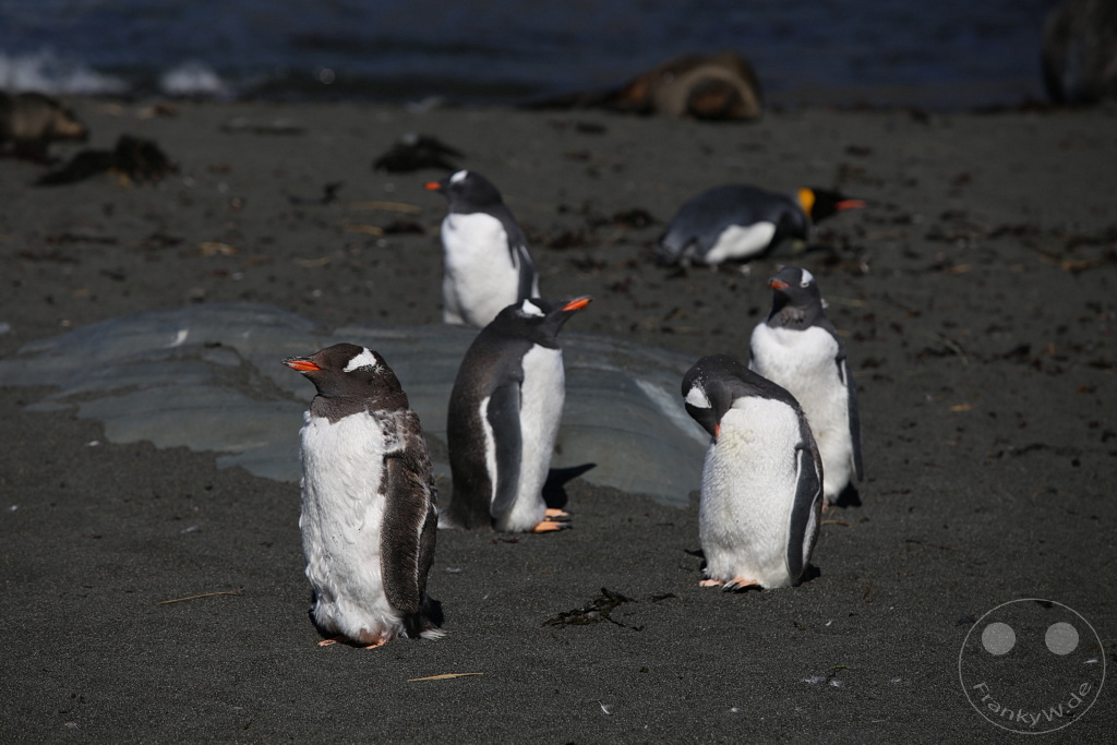 Südgeorgien und Südliche Sandwichsinseln - Gold Harbour