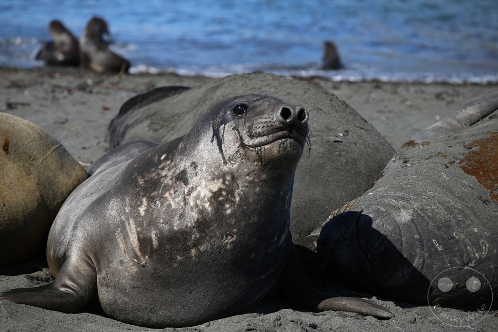 Südgeorgien und Südliche Sandwichsinseln - Gold Harbour