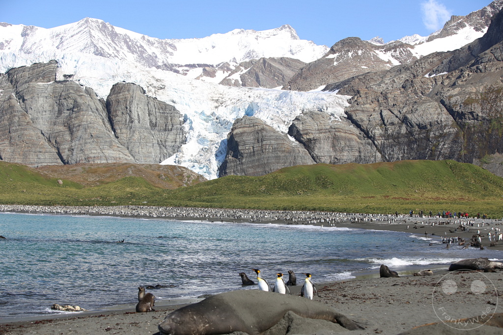 Südgeorgien und Südliche Sandwichsinseln - Gold Harbour