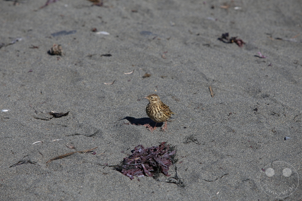 Südgeorgien und Südliche Sandwichsinseln - Gold Harbour