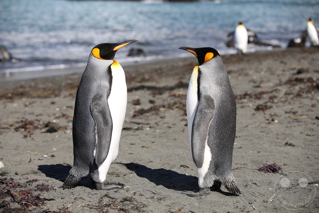 Südgeorgien und Südliche Sandwichsinseln - Gold Harbour