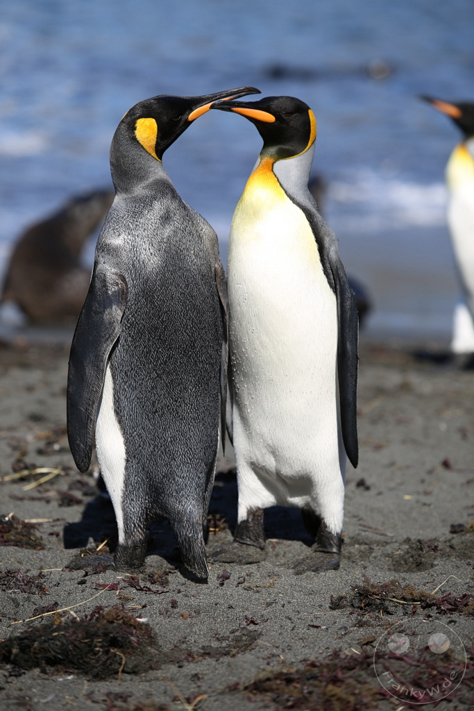 Südgeorgien und Südliche Sandwichsinseln - Gold Harbour