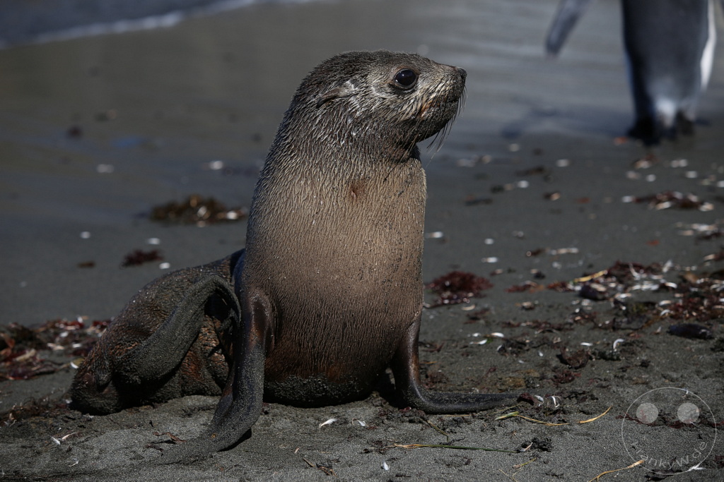 Südgeorgien und Südliche Sandwichsinseln - Gold Harbour