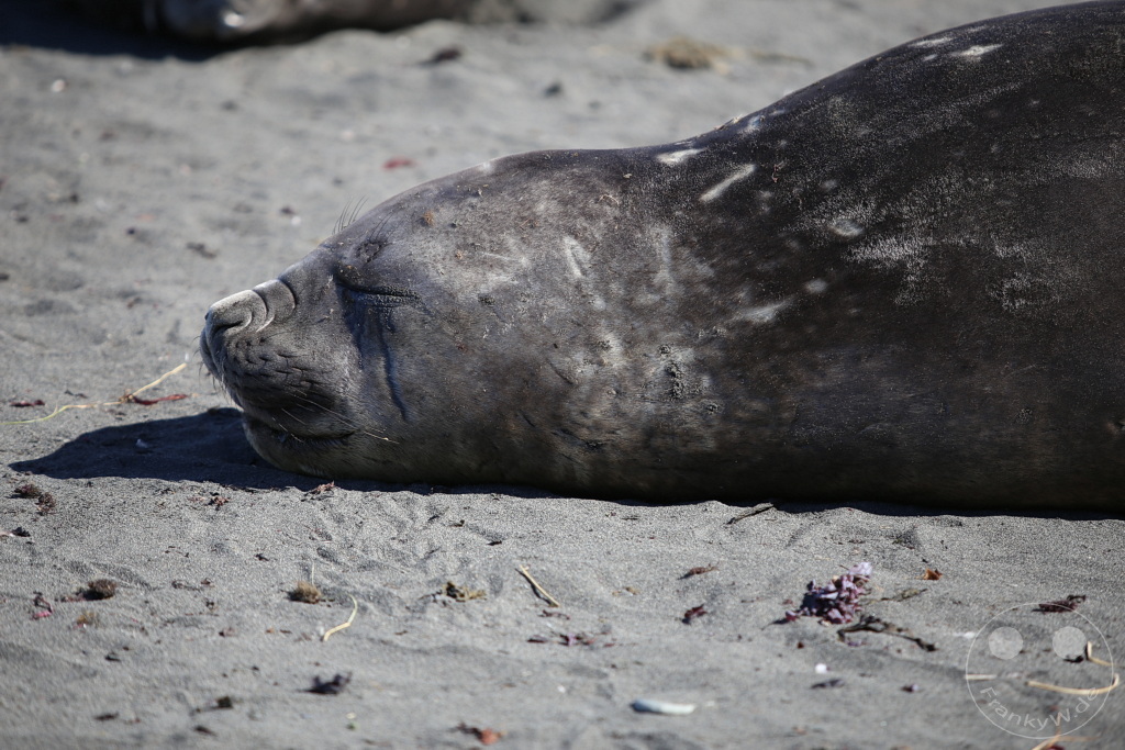 Südgeorgien und Südliche Sandwichsinseln - Gold Harbour