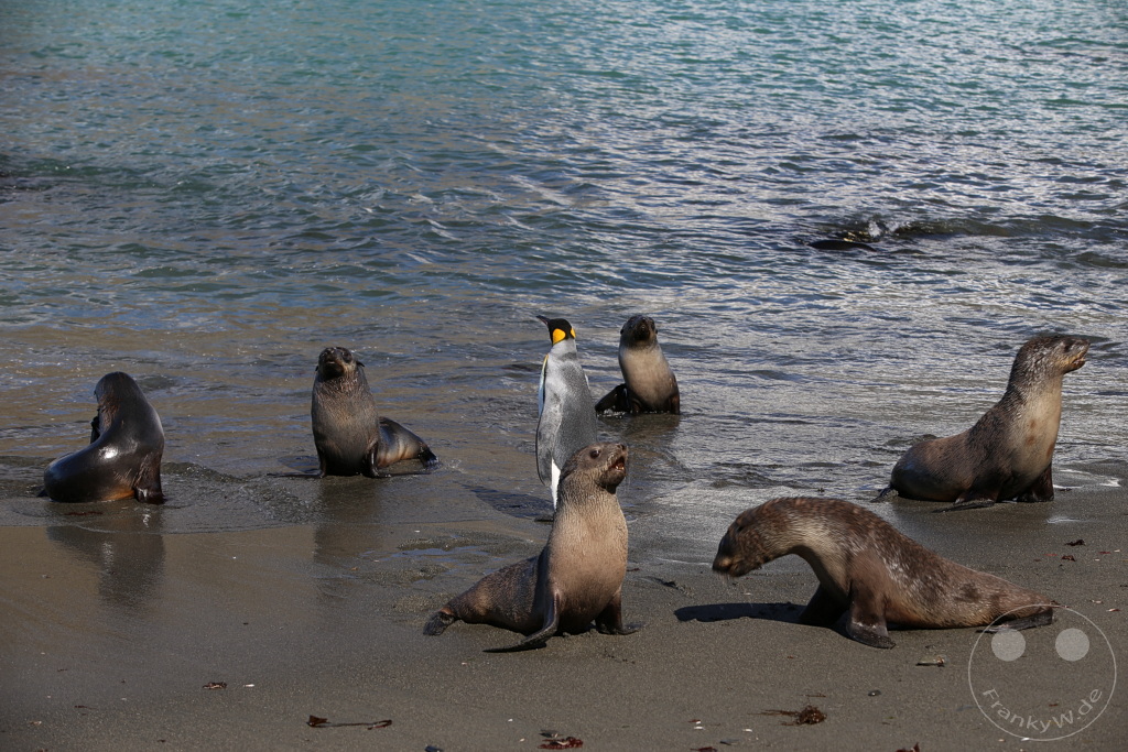 Südgeorgien und Südliche Sandwichsinseln - Gold Harbour