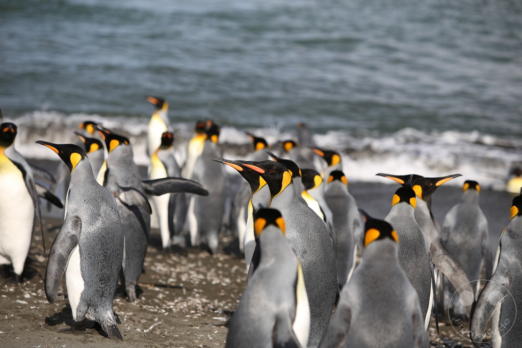 Südgeorgien und Südliche Sandwichsinseln - Saint Andrews Bay