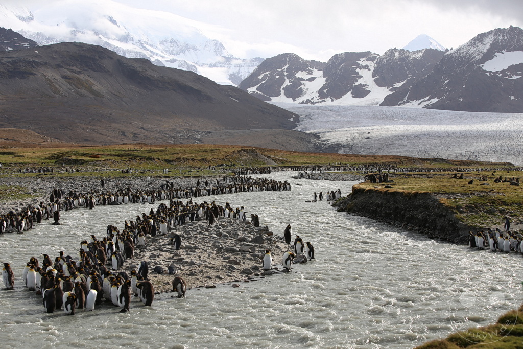 Südgeorgien und Südliche Sandwichsinseln - Saint Andrews Bay