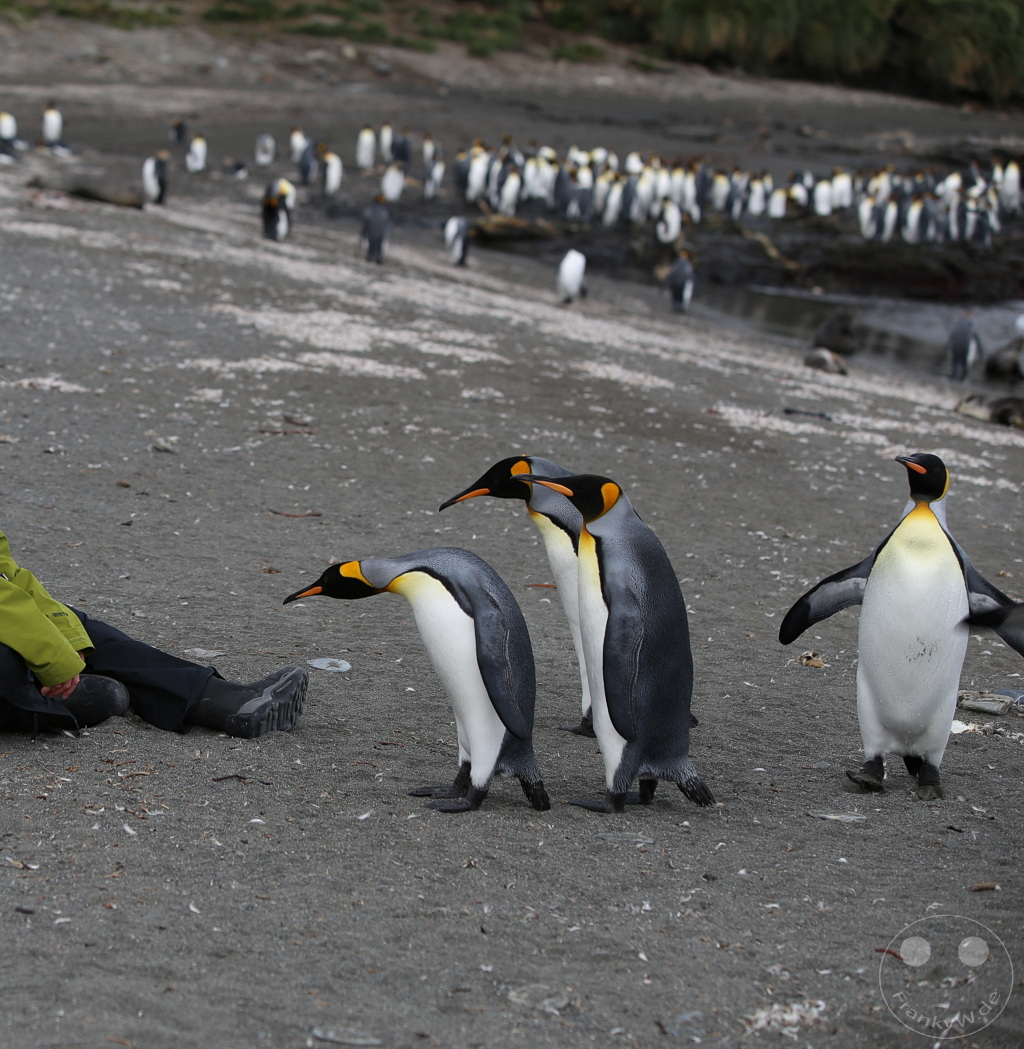 Südgeorgien und Südliche Sandwichsinseln - Saint Andrews Bay