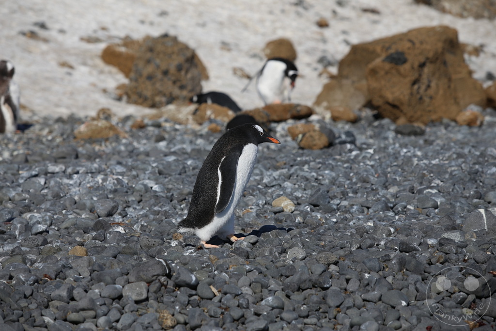 Antarktis - Fortín Sgto Cabral