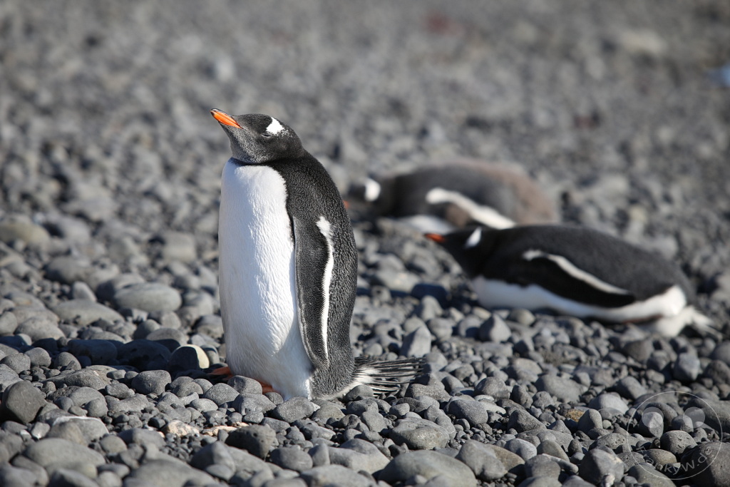 Antarktis - Fortín Sgto Cabral