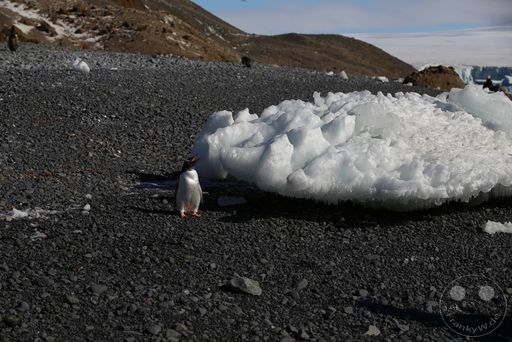Antarktis - Fortín Sgto Cabral