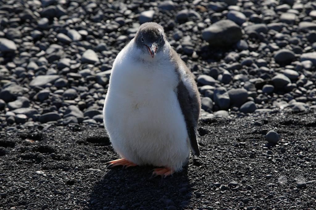 Antarktis - Fortín Sgto Cabral