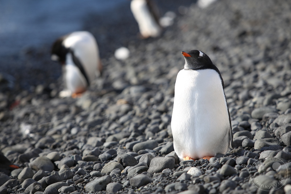 Antarktis - Fortín Sgto Cabral