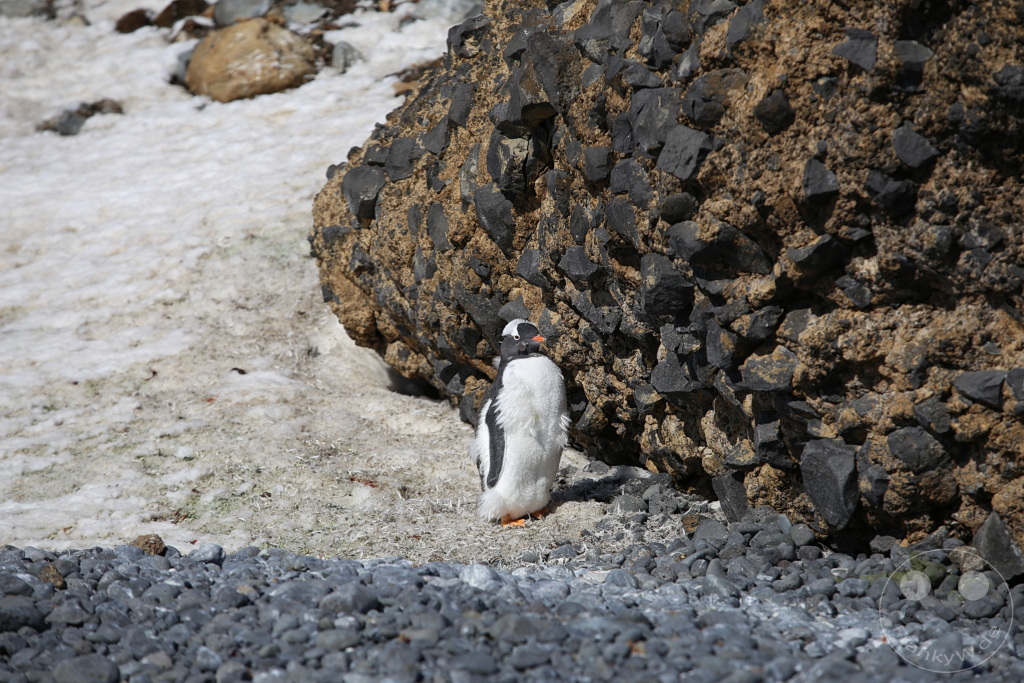 Antarktis - Fortín Sgto Cabral