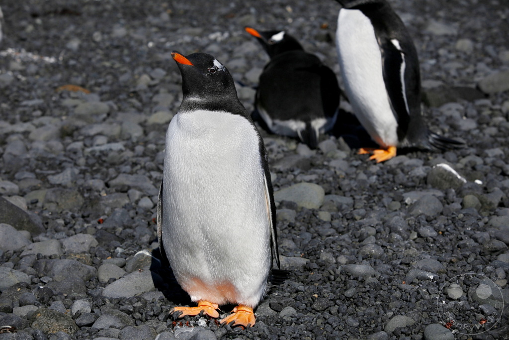 Antarktis - Fortín Sgto Cabral