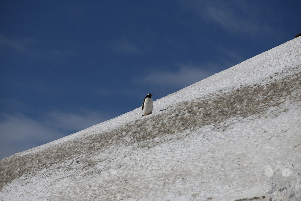 Antarktis - Fortín Sgto Cabral