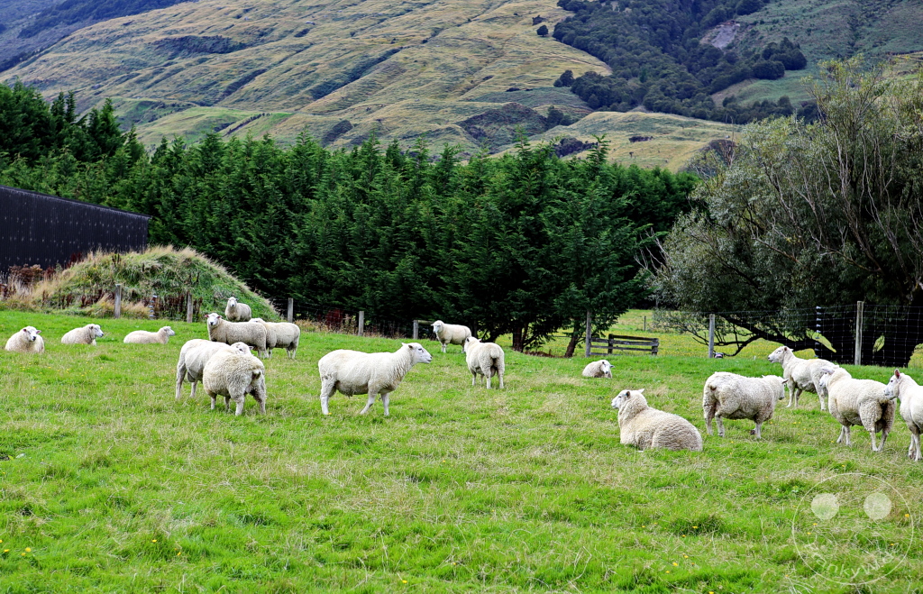 New Zealand South Island - Makarora - Sheep