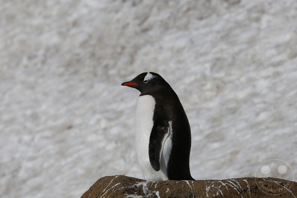 Antarktis - Fortín Sgto Cabral