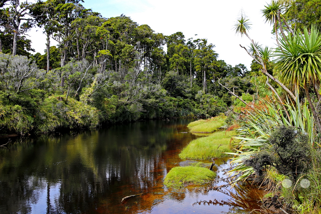 New Zealand South Island - Ship Creek - Haast