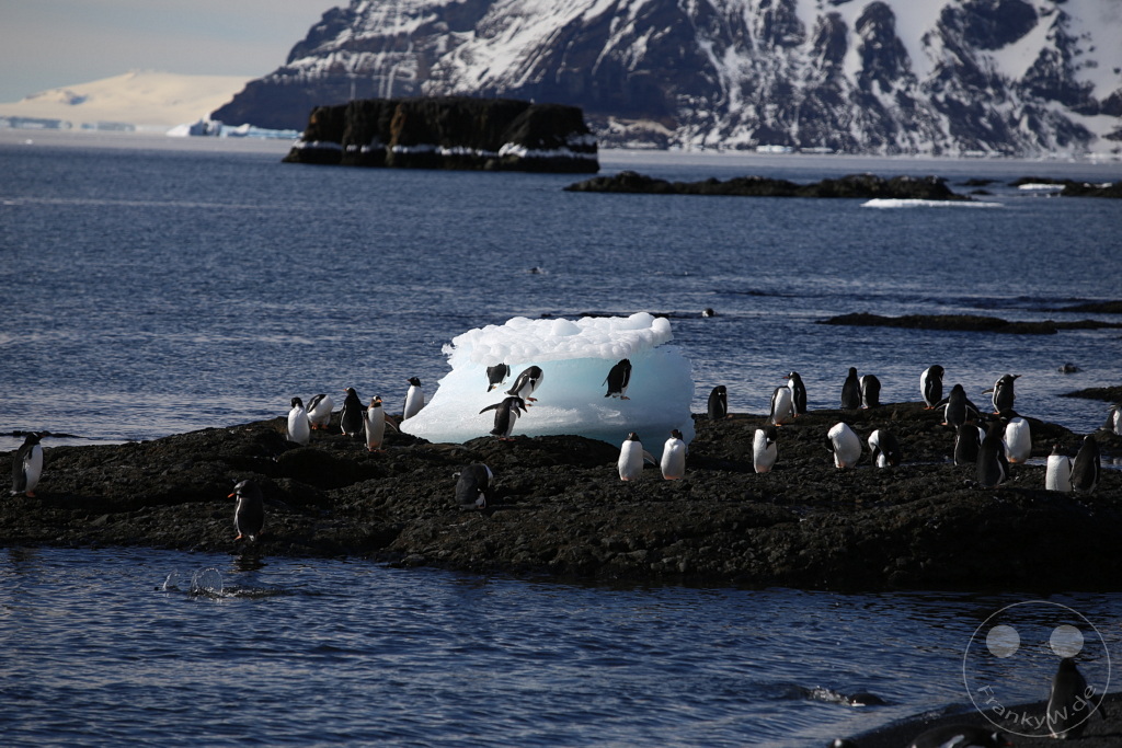 Antarktis - Fortín Sgto Cabral