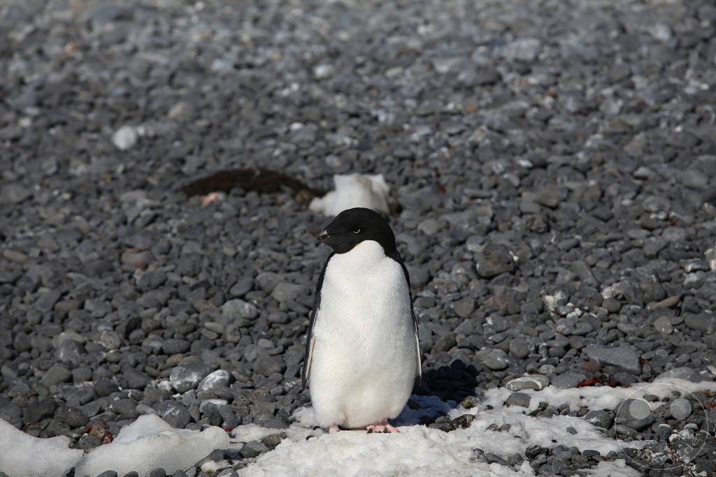 Antarktis - Fortín Sgto Cabral