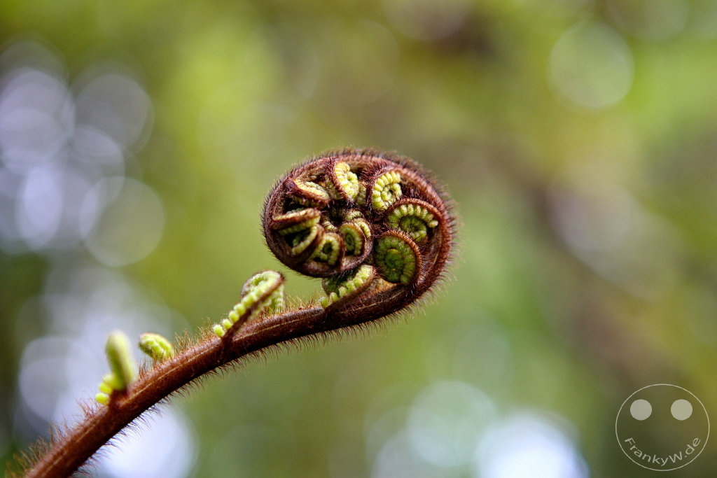 New Zealand South Island - Ship Creek - Haast