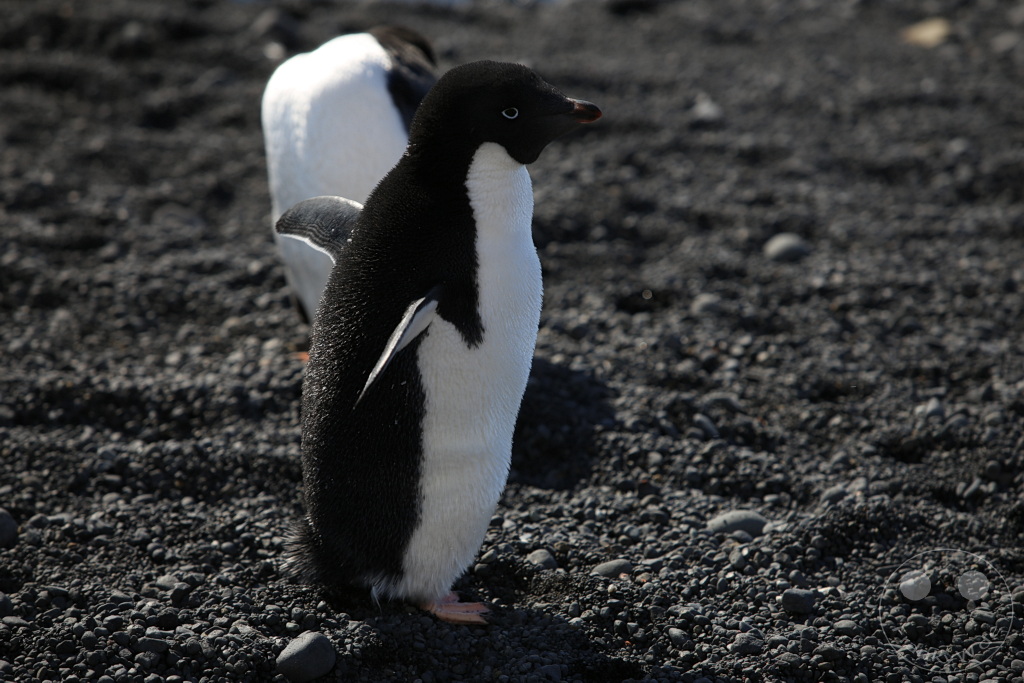 Antarktis - Fortín Sgto Cabral