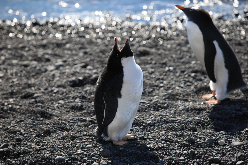 Antarktis - Fortín Sgto Cabral