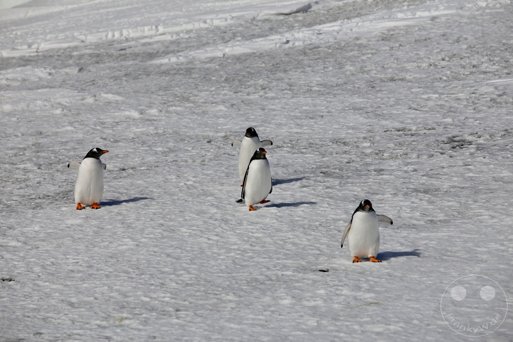 Antarktis - Fortín Sgto Cabral