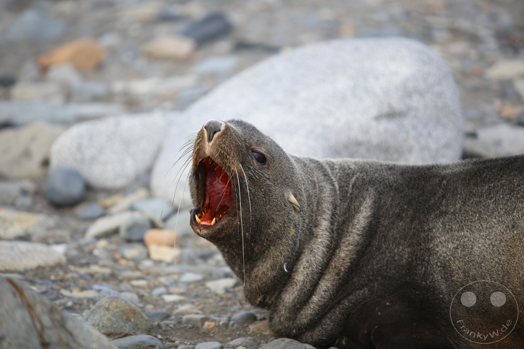 Antarktis - Half Moon Island