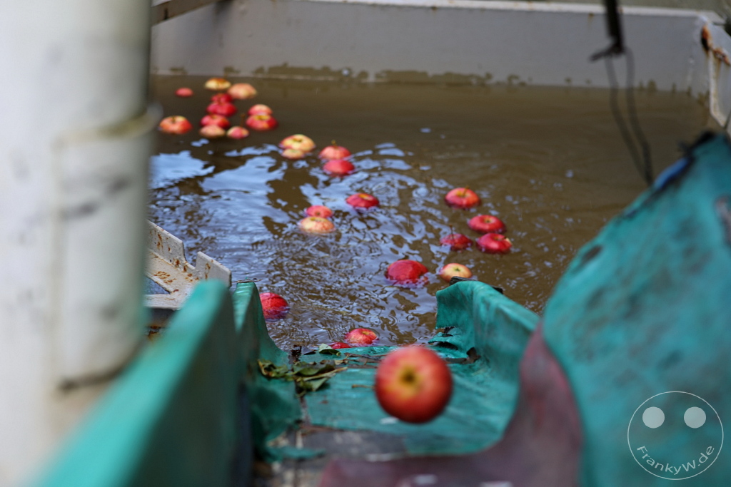 New Zealand South Island - Apfelfabrik - Tasman