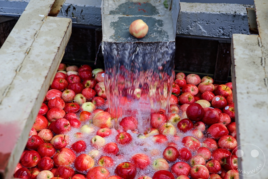 New Zealand South Island - Apfelfabrik - Tasman