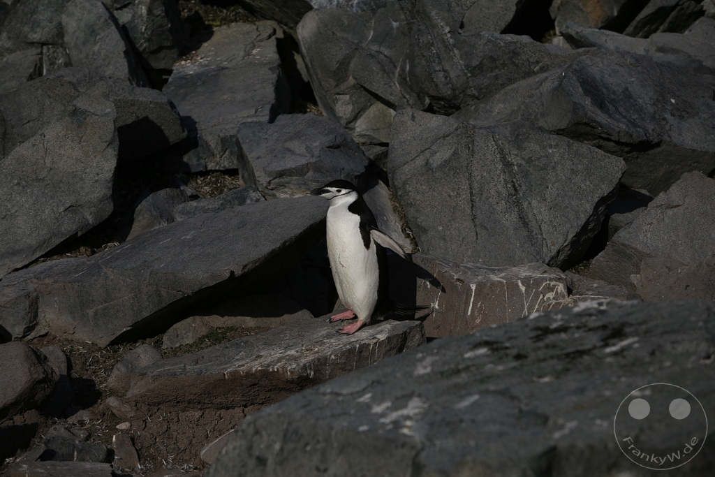 Antarktis - Half Moon Island