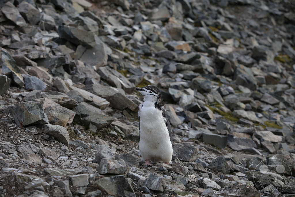 Antarktis - Half Moon Island