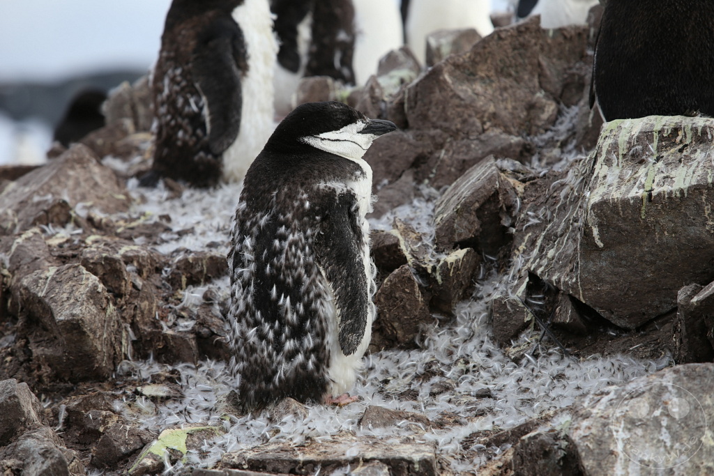 Antarktis - Half Moon Island