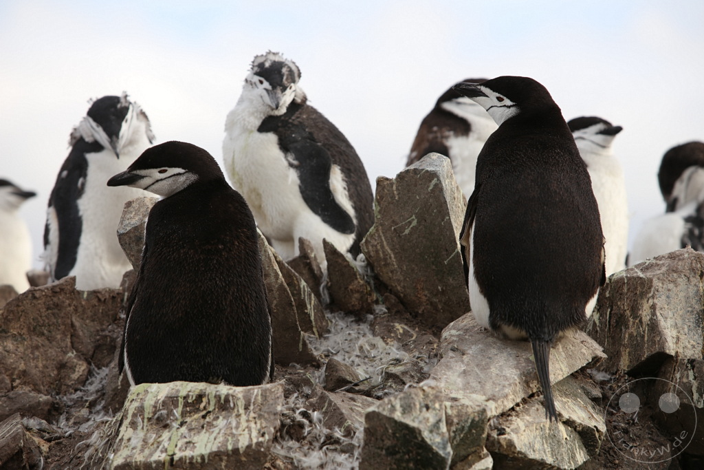 Antarktis - Half Moon Island