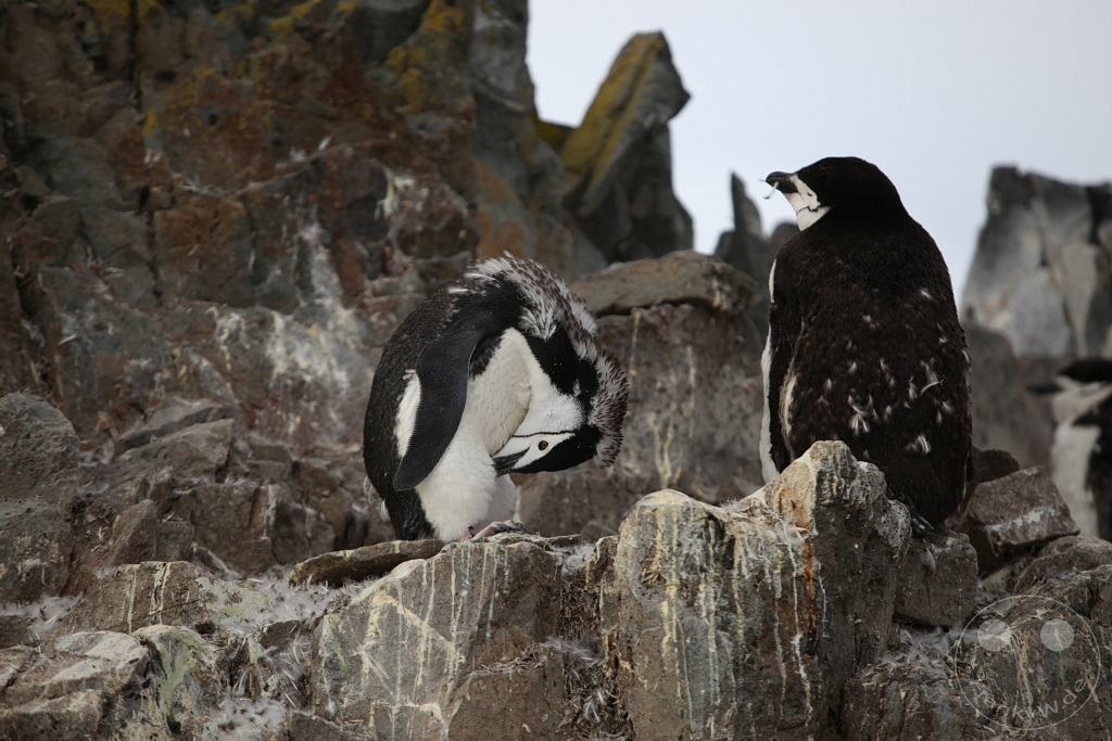 Antarktis - Half Moon Island