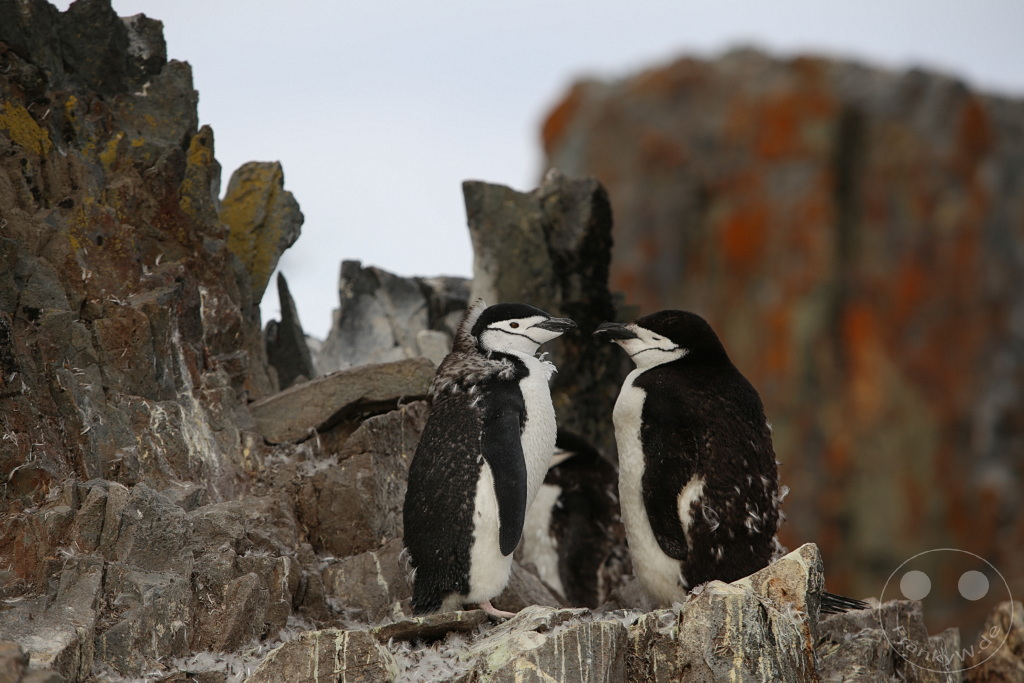 Antarktis - Half Moon Island