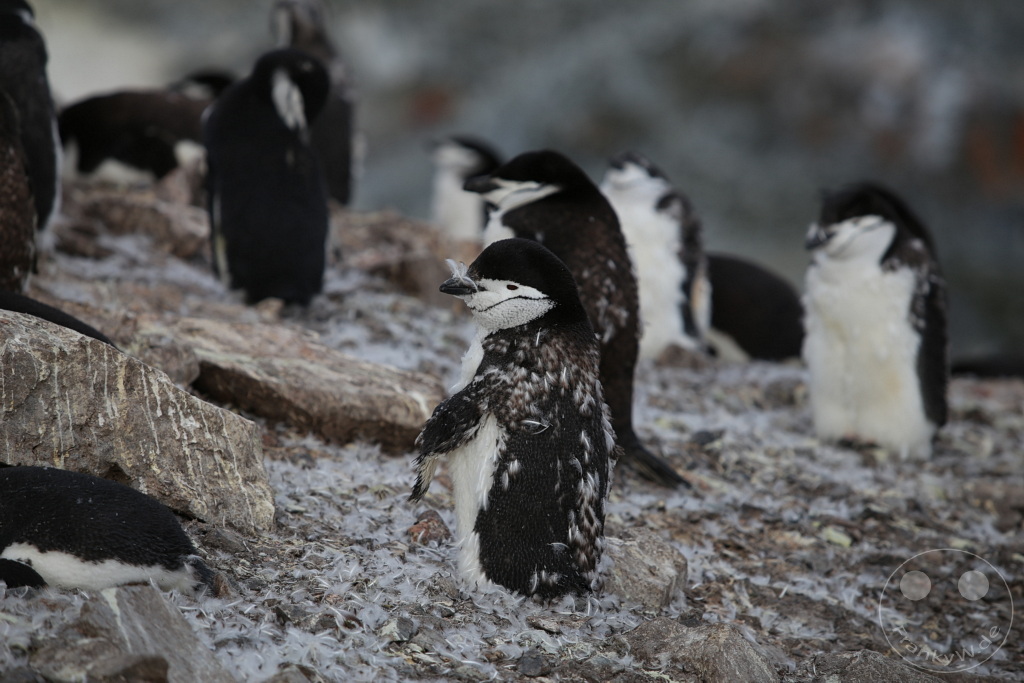 Antarktis - Half Moon Island