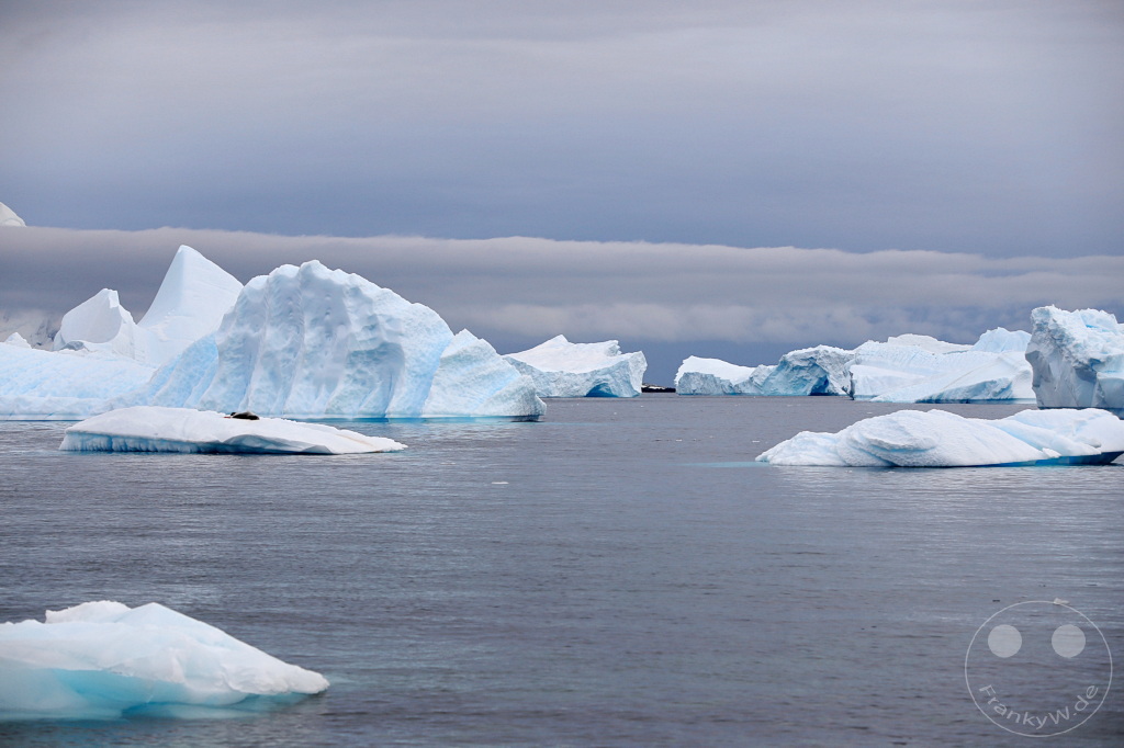 Antarktis - Cuverville Island
