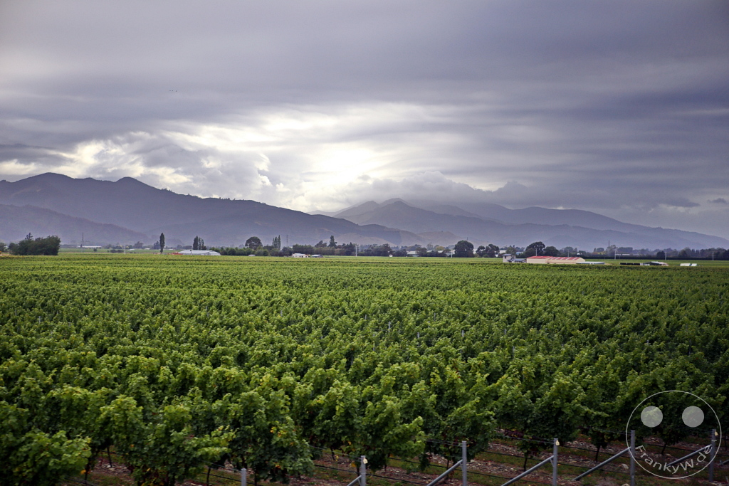 New Zealand South Island - Renwick