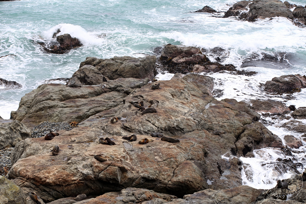 New Zealand South Island - Kaikoura Seal Colony - Half Moon Bay