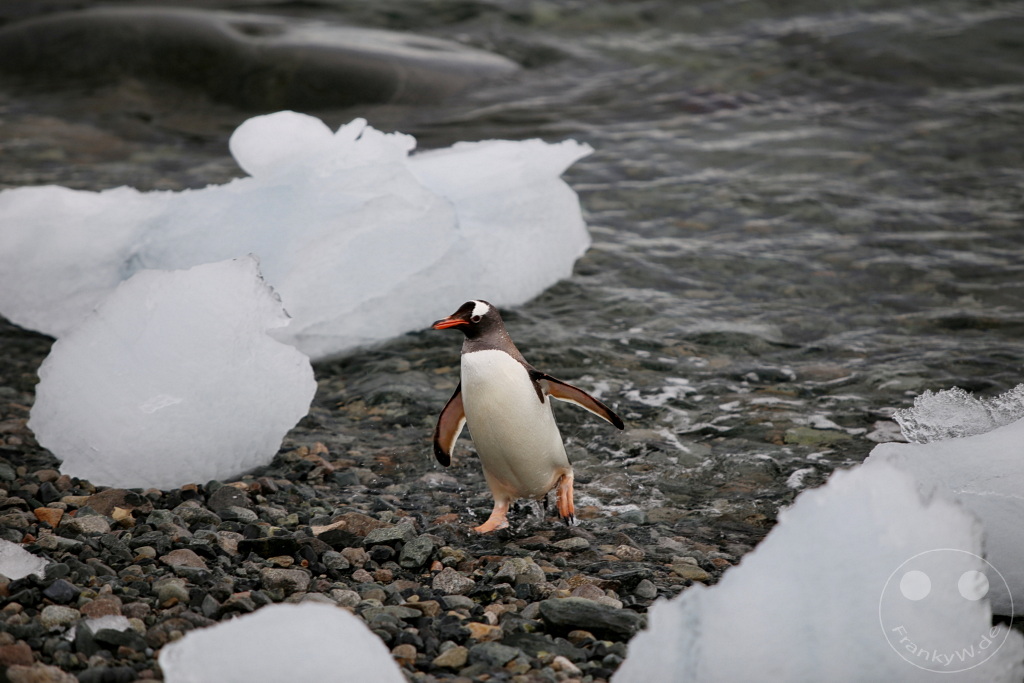 Antarktis - Cuverville Island