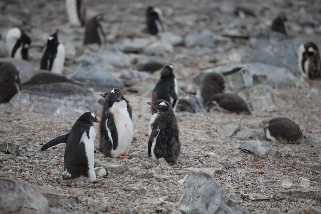 Antarktis - Cuverville Island