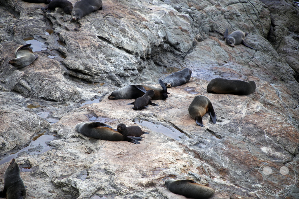 New Zealand South Island - Kaikoura Seal Colony - Half Moon Bay